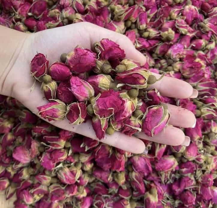 تصویر 2 از غنچه گل محمدی لاله زار کرمان با رنگ طبیعی و کیفیت بالا